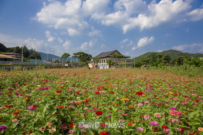 영주시 순흥면 관아터, 알록달록 백일홍 만개