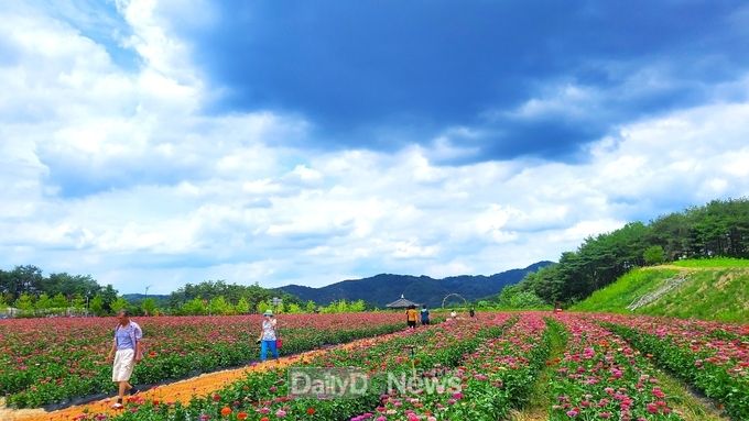 )경상북도문화관광공사에서 유휴부지에 조성한 초화류 군락지