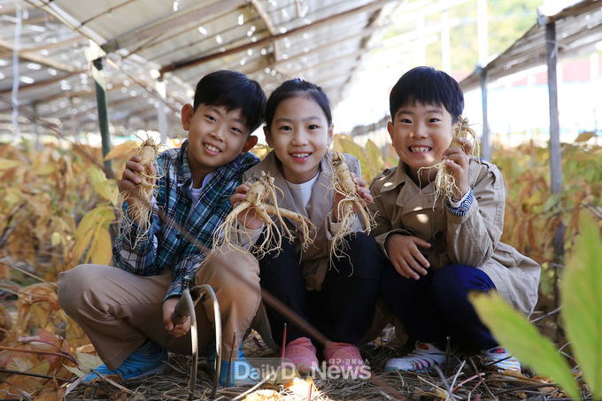 풍기인삼캐기