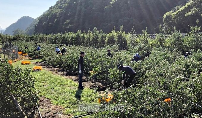 태풍 힌남노 농작물 피해 복구 인력 지원