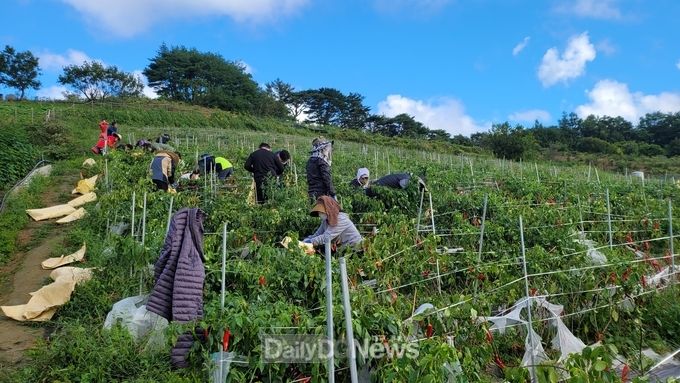 영양군 공직자들, 수확철 농촌일손돕기에 ‘구슬땀