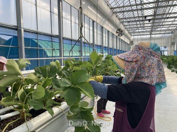 시설딸기 딸기정식