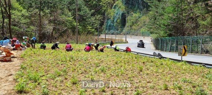 지역주민들의 자원봉사로 금계국 식재