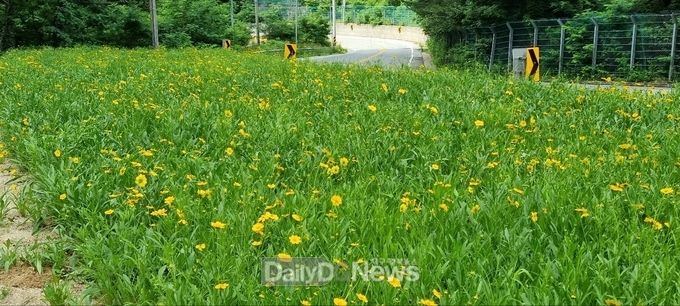 금계국 핀 대현리 들판
