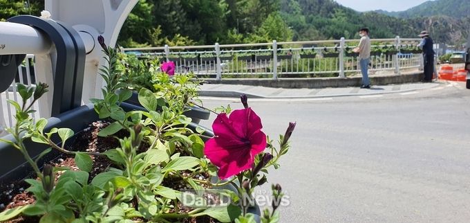 검정색 둥근 화분에 심은 페츄니아