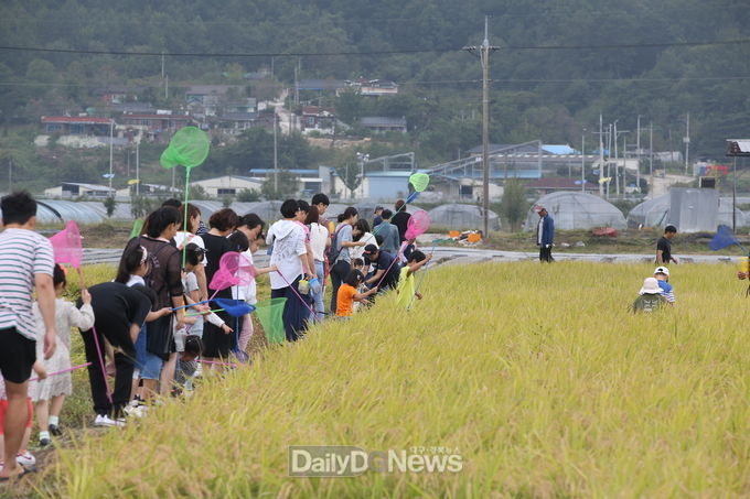 성주가야산 황금들녘 메뚜기축제 장면