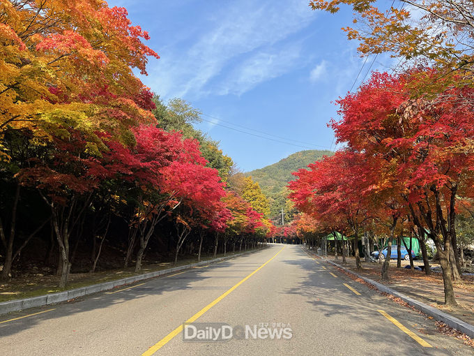 2022년 추억의 가을길 운영 대상지로 선정된 팔공산 모습. (사진=대구시 제공)