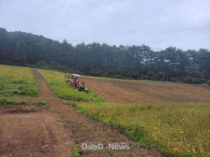 유채언덕 조성위한 작업