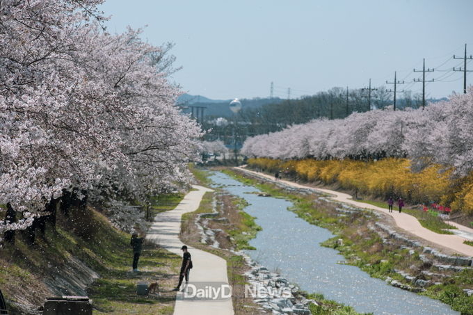내년 봄부터는 서천 산책길 이용 주민들이 걸어서 원당천 벚꽃을 구경할 수 있게 됐다 (원당천 하류 벚꽃).