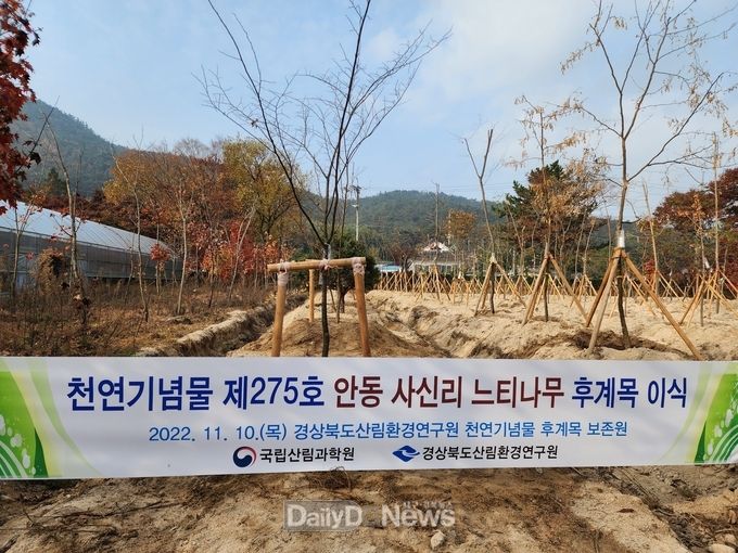 경상북도산림환경연구원, 도내 수목 천연기념물 후계목 26종 129본 공개