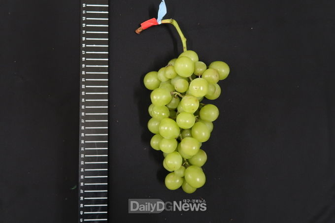 경상북도 제공 ) 화수정형_6cm