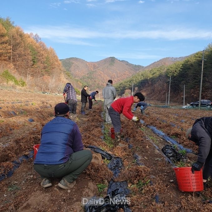 일월면 천궁재배 농가 일손돕기 실시
