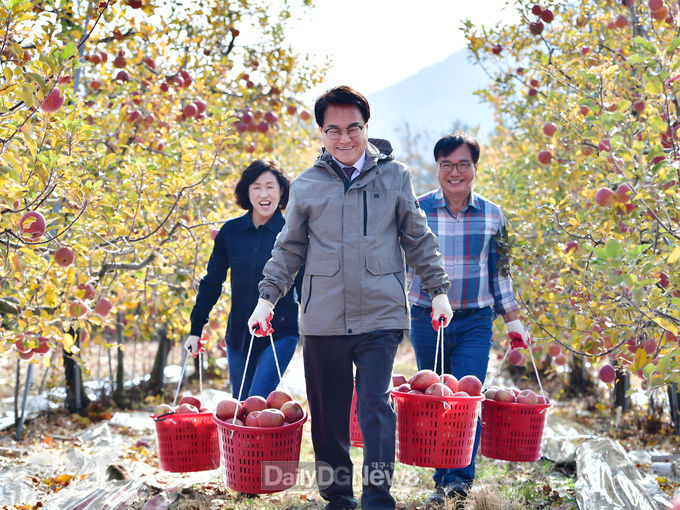 청도군, 청정자연이 빚은 청도 명품 사과 수확 한창