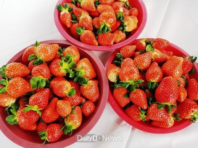 딸기수확