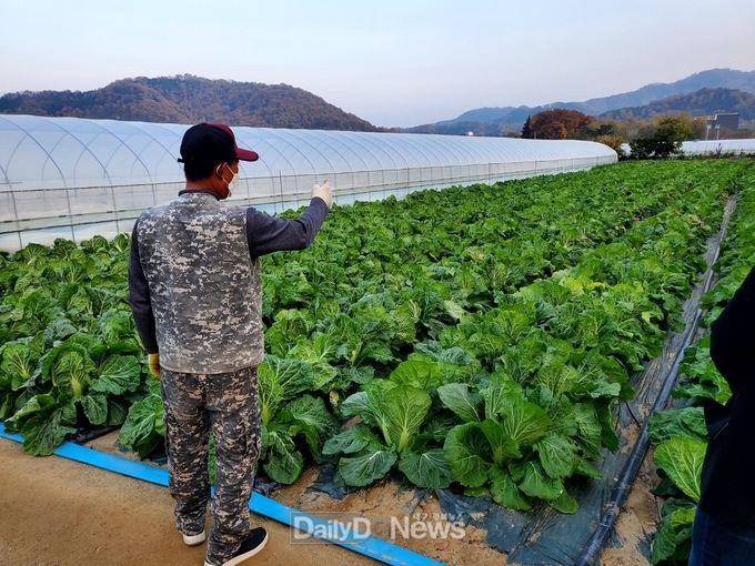 성주읍 박기수씨, 사랑의 배추 1,000포기 기탁