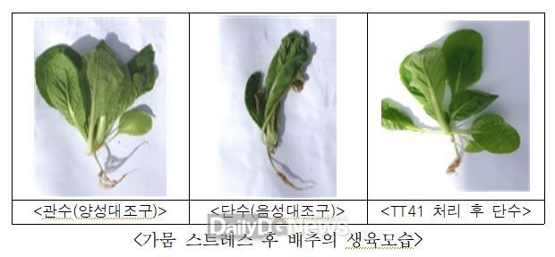 리시니바실러스 속 미생물 7일 단수에도 배추의 수분함량 90% 유지