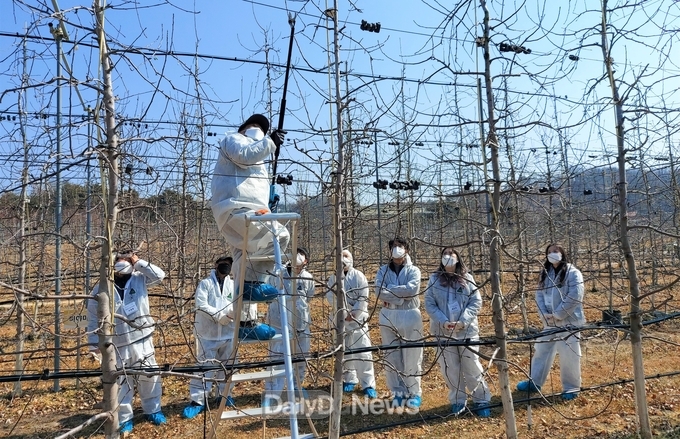 올 겨울 기온 변동 클 것으로 예상, 사과나무 동해 예방 철저!