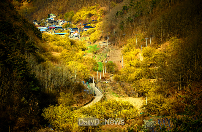 의성군제공 사진공모전대상_장효용 - 산수유 마을
