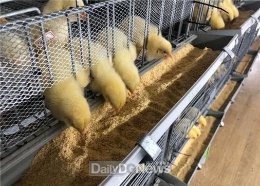 국립낙동강생물자원관, 육계 장건강 개선 효능 뛰어난 유산균 3종 발견