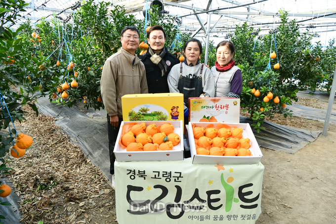 고령군, 겨울철 대표특산물 한라봉 출하 시작
