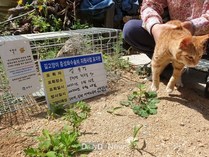 길고양이 중성화수술