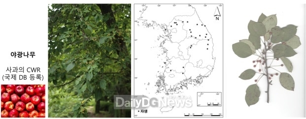 국립백두대간수목원, ‘산림 내 작물 재래원종(KCWR) 확보 및 활용 지원’ 연구결과 발표