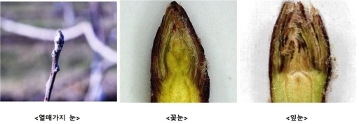 사과나무 꽃눈과 잎눈 구별 모습