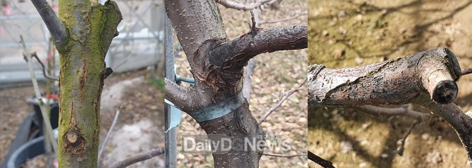 배나무_화상병궤양(농촌진흥청_제공)