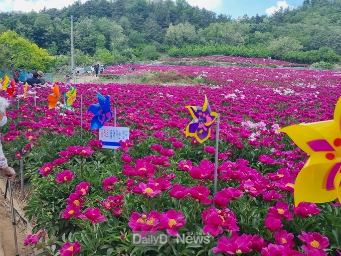 영천 한방ㆍ마늘산업특구, 전국 최초로 작약 주산지 지정