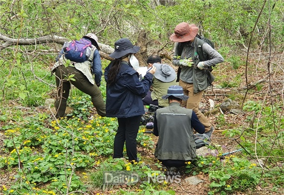 국립백두대간수목원이 백두대간 5권역(지리산 권역)에서 동의나물 종자를 수집하고 있다.