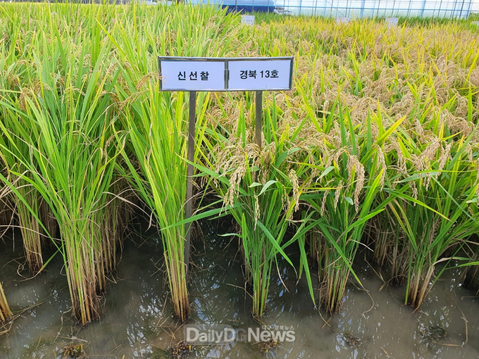  출원품종과 대조품종 성숙기 초형