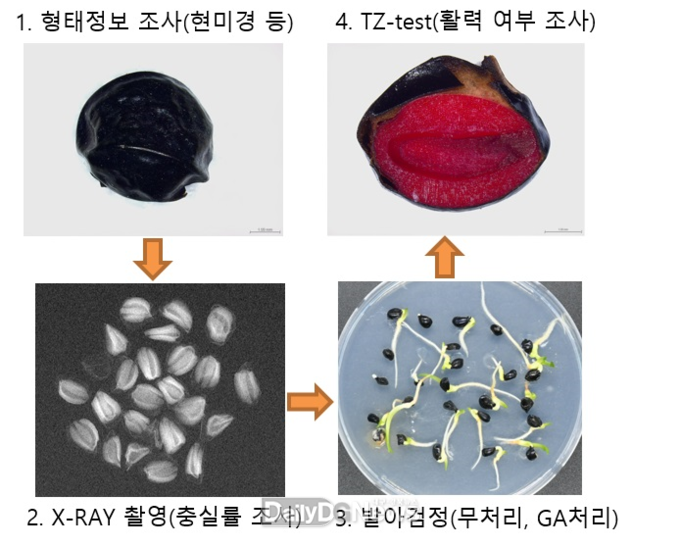 산림종자 활력검정 과정