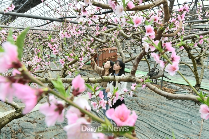 2월 10일 경산시 압량읍 복숭아 하우스에 활짝핀 복사꽃이 여심을 사로잡고 있다.