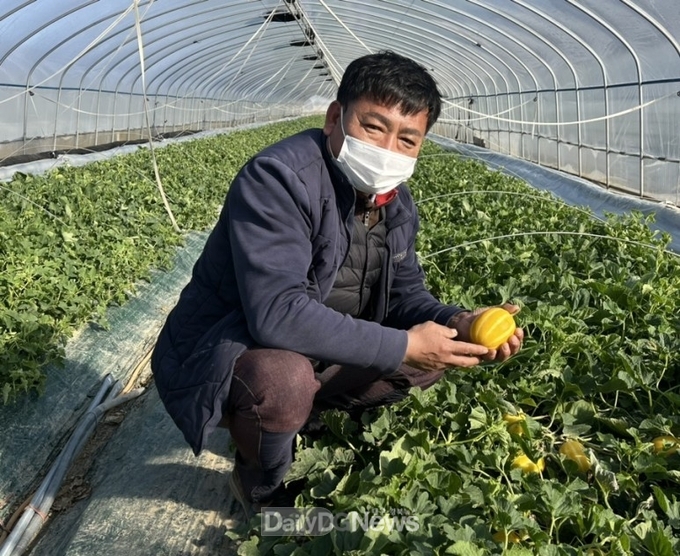 고령군 다산참외 본격적인 출하 시작