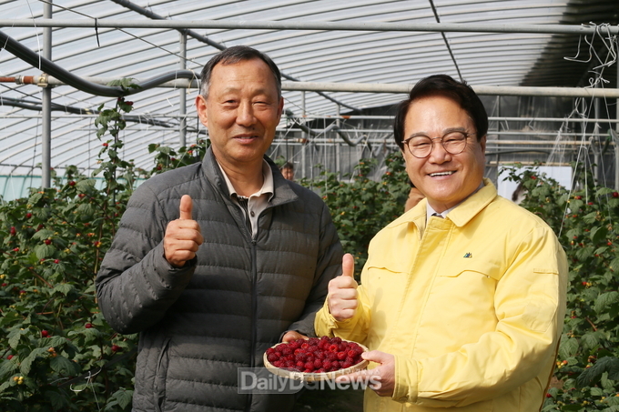 청도 명품 임산물 ‘산딸기’ 출하 시작