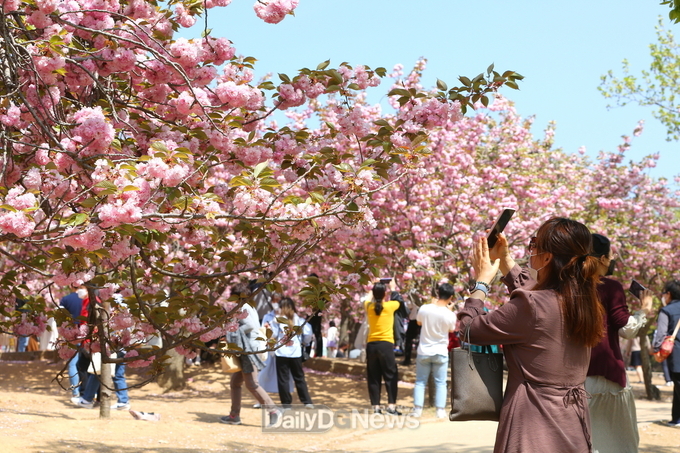 경주벚꽃축제, 4년 만에 열린다