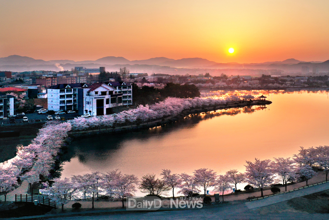 영천 벚꽃 즐기러 영천으로 꽃9(구)경 오세요!(우로지 일출)
