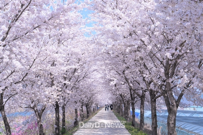  영천 벚꽃 즐기러 영천으로 꽃9(구)경 오세요!(임고면 벚꽃 예쁜길)