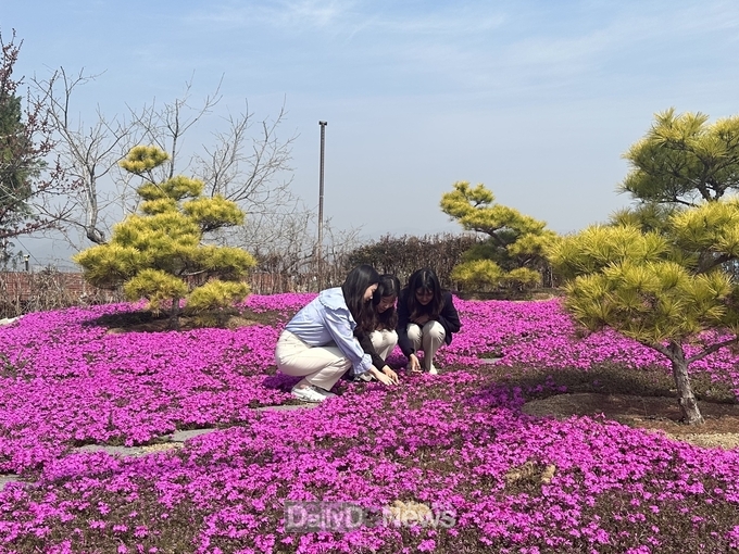 봄의 전령사 진분홍빛 꽃잔디 만개