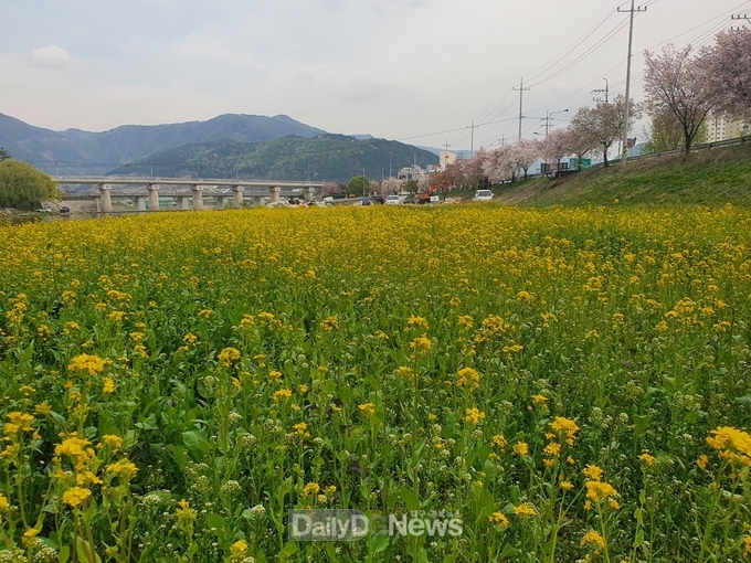 청도군 화양읍, 천변 노란 유채꽃 활짝!