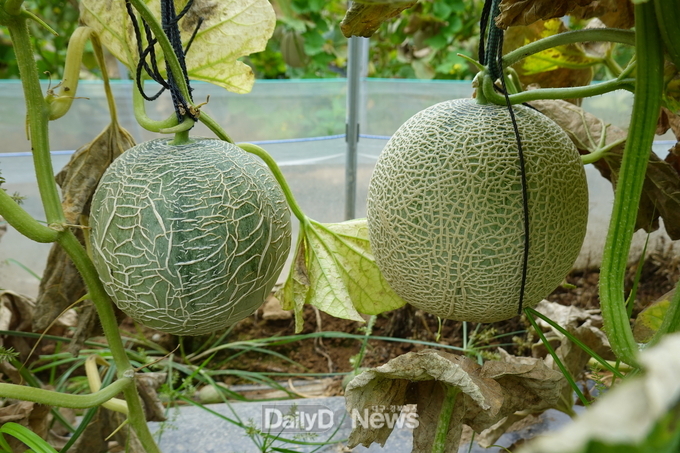 경상북도 제공) .멜론CABYV_감염피해(좌측__네트형성_불량)