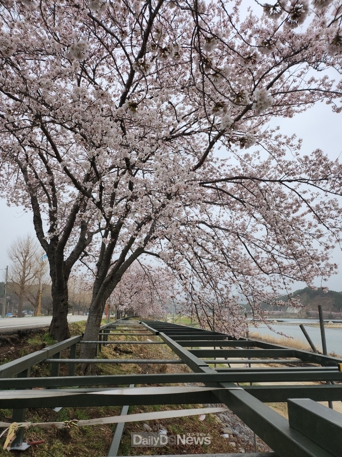 울진군, 성류굴 길 보행자 데크 설치로 근남면 주민들 전국 최고의 가로수'트리워크'기대