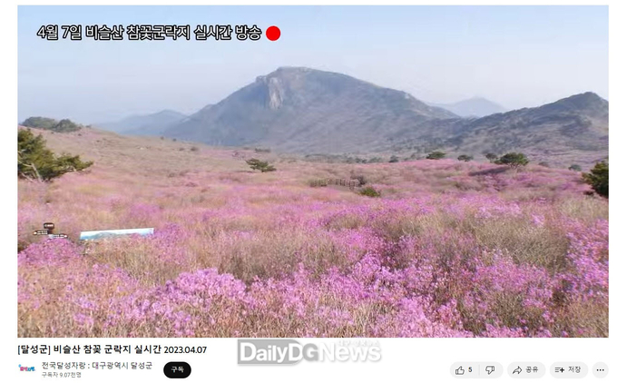 4월 7일 달성군 비슬산 참꽃군락지 실시간 방송 모습. (사진=달성군 제공)