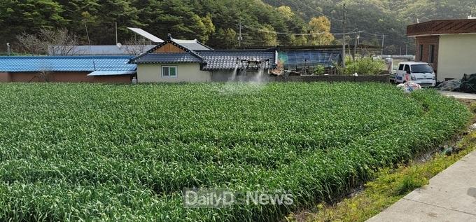 고령군, 마늘·양파 무인항공 병해충 방제 실시