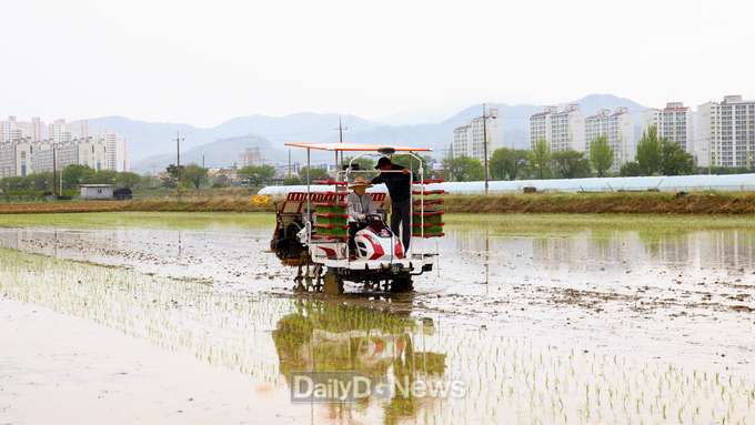 왜관읍 삼청리에서 올해 첫 모내기 실시