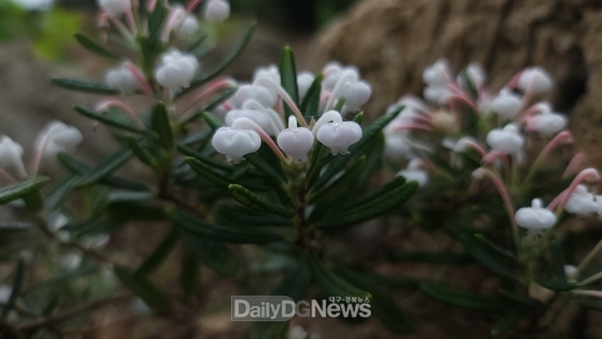 <사진=국립백두대간수목원 제공> 대표 사진은 장지석남(Andromeda polifolia L. f. acerosa C.Hartm.)<br>
아래 두 사진은 차례대로 난장이붓꽃(Iris uniflora Pall. ex Link var. caricina Kitag.)과 바위미나리아재비(Ranunculus crucilobus H.Lév.)