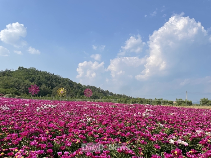 제5회 작약꽃축제, 5월 12일부터 21일까지 10일간 개최