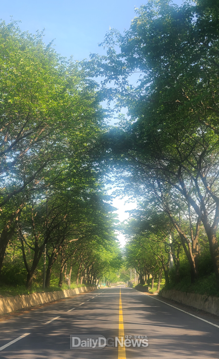 지방도 905호선 왕벚나무 전정 시행