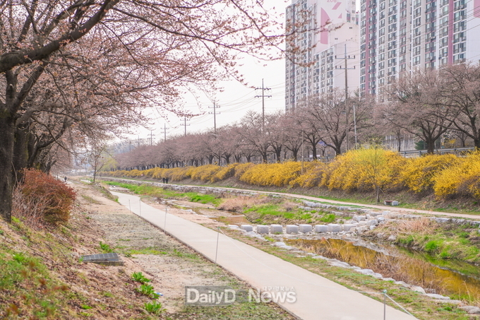 영주지역 서천과 원당천 연결하는 벚꽃 산책로가 준공됐다