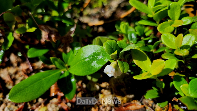 <사진=국립백두대간수목원 제공> 월귤(Vaccinium vitis-idaea L.)